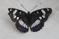 Limenitis reducta