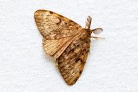 Lymantria dispar