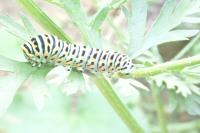 Papilio machaon