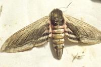 Sphinx ligustri