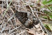 Hipparchia fagi