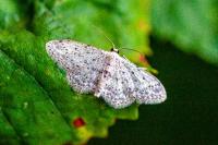 Idaea seriata