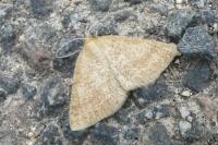 Psammotis pulveralis