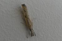 Agriphila inquinatella