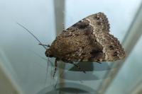 Amphipyra pyramidea