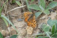 Melitaea didyma