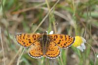 Melitaea didyma