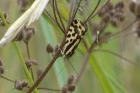 Emmelia trabealis