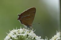 Thecla betulae