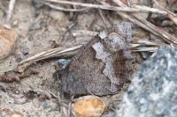 Hipparchia statilinus