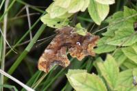 Polygonia c-album
