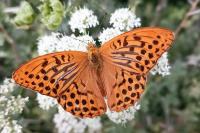 Argynnis paphia