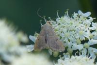 Endotricha flammealis
