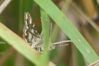 Elophila nymphaeata