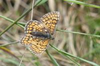 Melitaea parthenoides