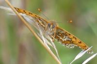 Melitaea cinxia