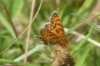 Melitaea parthenoides