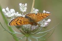 Melitaea parthenoides