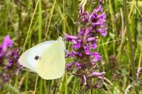 Pieris brassicae