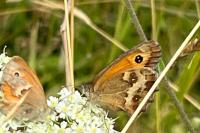 Pyronia tithonus
