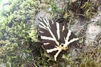 Euplagia quadripunctaria