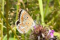 Aricia agestis