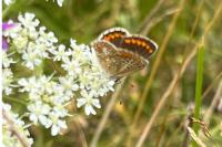 Aricia agestis