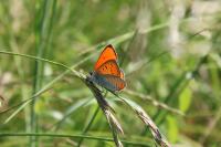 Lycaena dispar