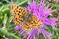 Boloria dia