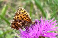 Boloria dia