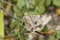 Heliothis viriplaca