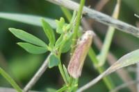 Oncocera semirubella