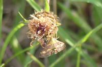 Pyrausta purpuralis