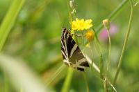 Euplagia quadripunctaria