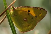 Colias crocea
