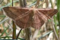 Scopula rubiginata