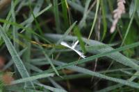 Pterophorus pentadactylus
