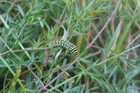 Papilio machaon