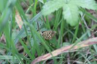 Lycaena tityrus