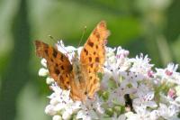 Polygonia c-album