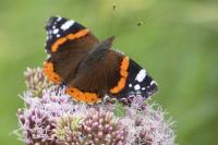 Vanessa atalanta