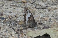 Hipparchia fagi