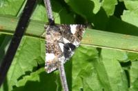 Tyta luctuosa