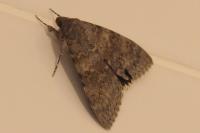 Catocala elocata