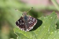 Spialia sertorius