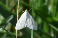 Sitochroa palealis