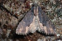 Dypterygia scabriuscula