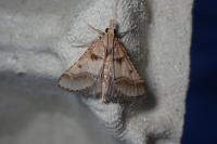 Stemmatophora brunnealis