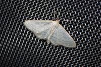 Idaea subsericeata