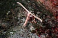 Emmelina monodactyla